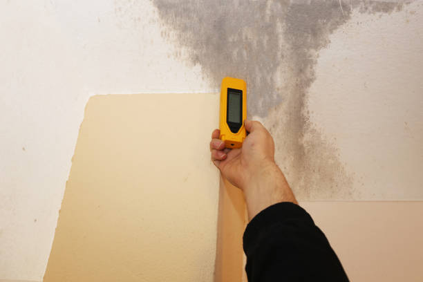 Mold Odor Removal Services in Montgomery, IL